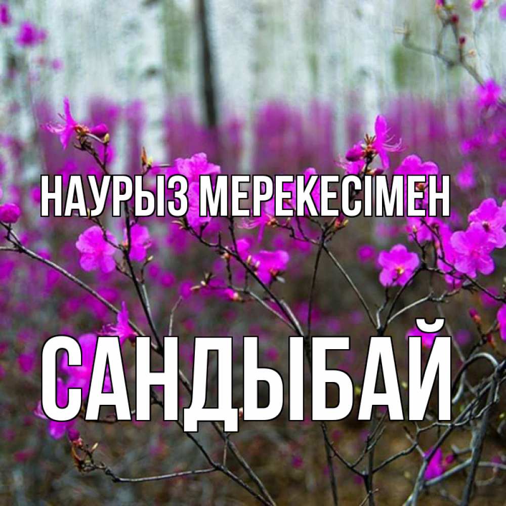 Күн сайын ашық хат с именем, САНДЫБАЙ Наурыз мерекесімен дикие цветы Онлайн тегін жүктеп алу тілектері бар керемет карта 