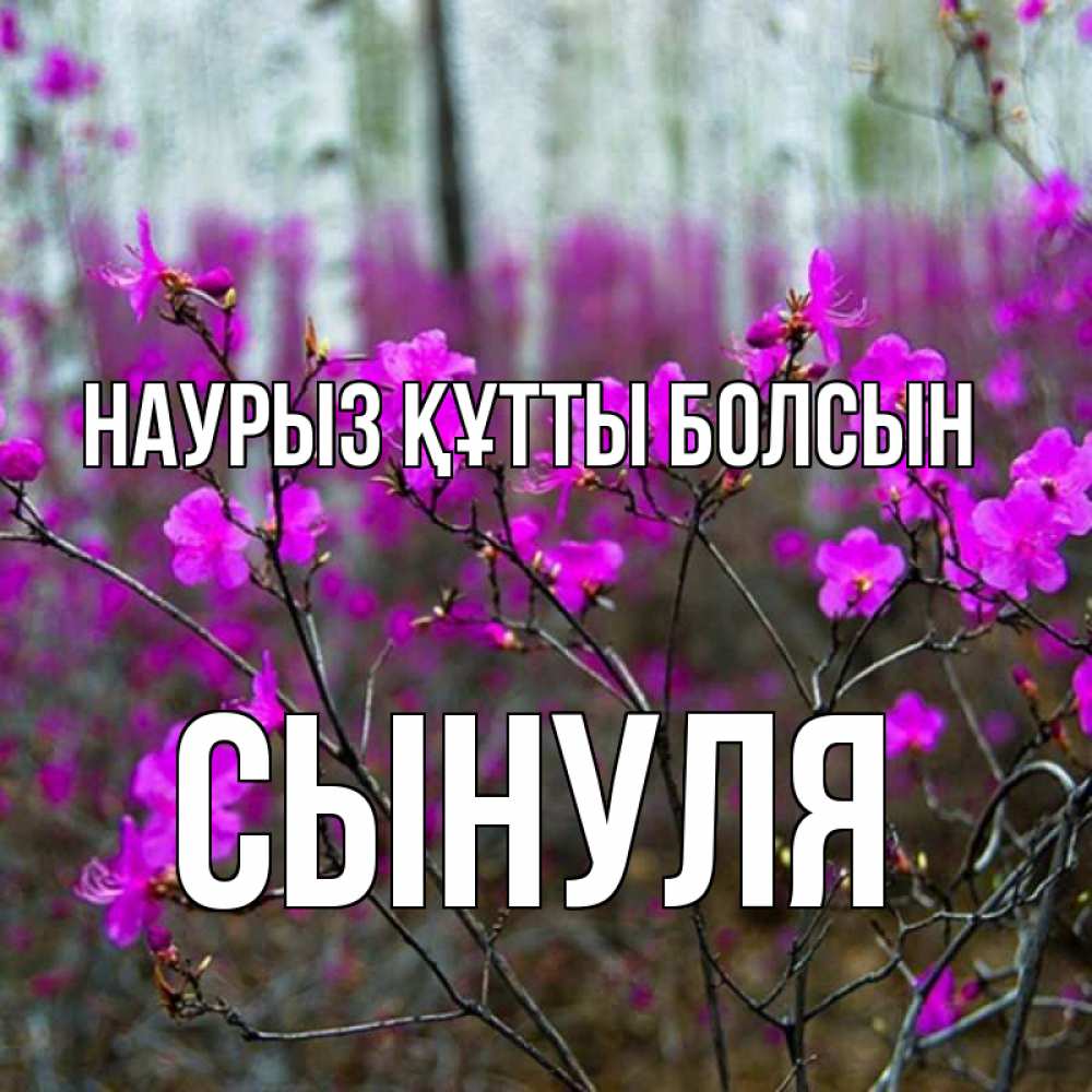 Күн сайын ашық хат с именем, Сынуля Наурыз құтты болсын дикие цветы Онлайн тегін жүктеп алу тілектері бар керемет карта 