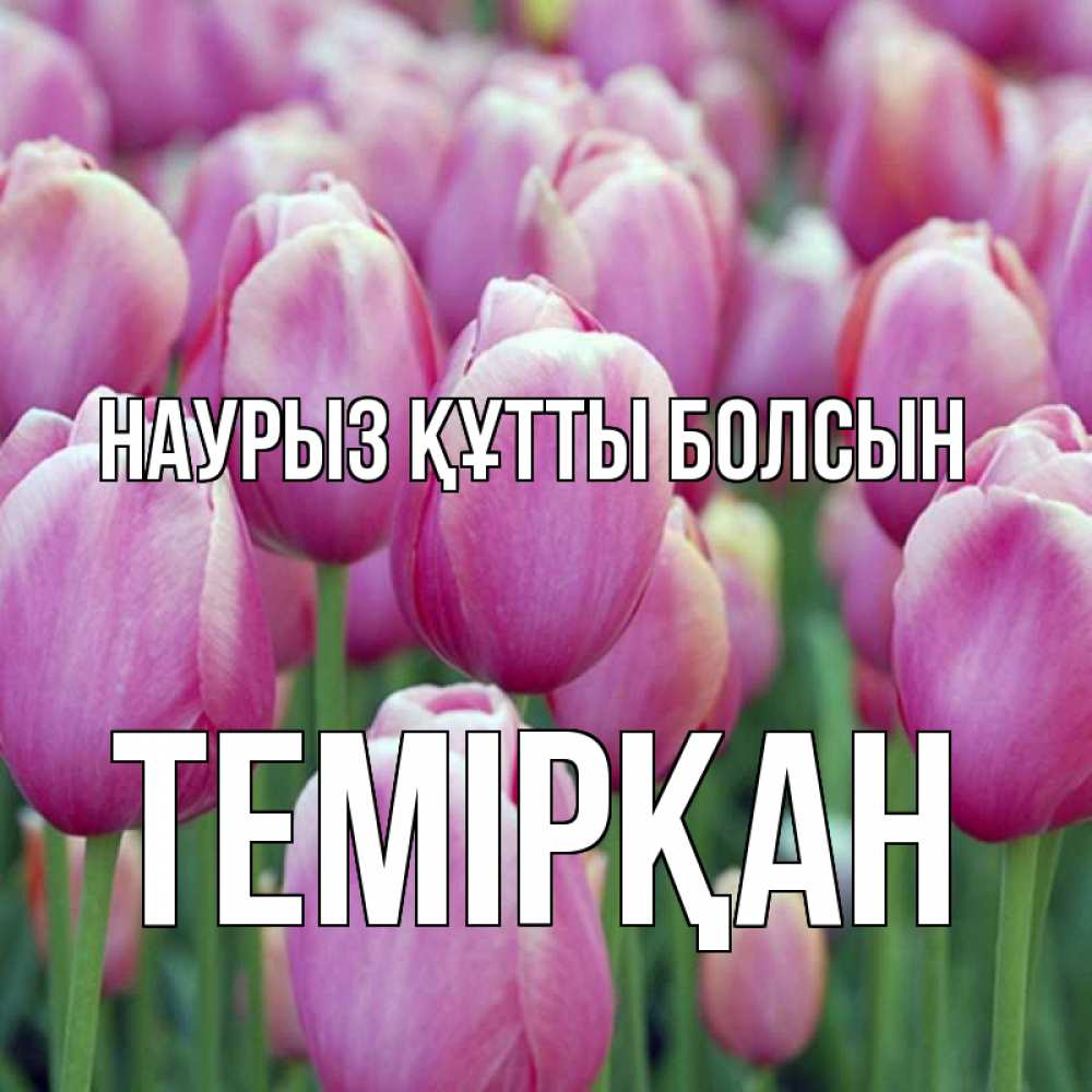 Күн сайын ашық хат с именем, ТЕМІРҚАН Наурыз құтты болсын на наурыз  день 3 Онлайн тегін жүктеп алу тілектері бар керемет карта 