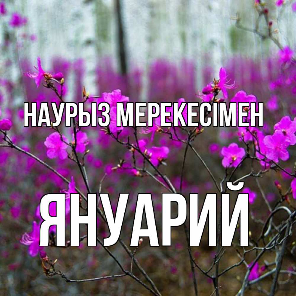 Күн сайын ашық хат с именем, Януарий Наурыз мерекесімен дикие цветы Онлайн тегін жүктеп алу тілектері бар керемет карта 