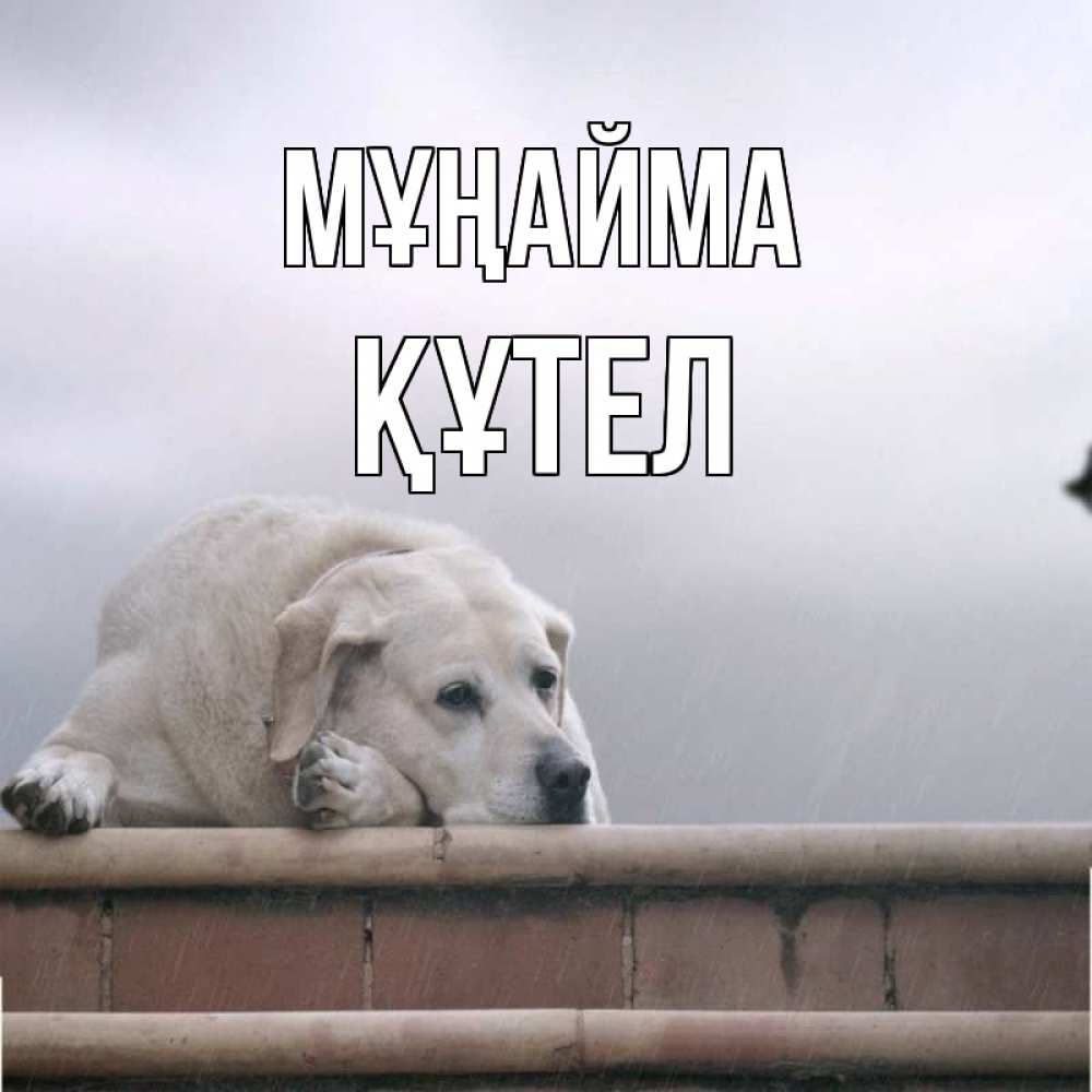 Күн сайын ашық хат с именем, ҚҰТЕЛ Мұңайма белый пес 1 Онлайн тегін жүктеп алу тілектері бар керемет карта 