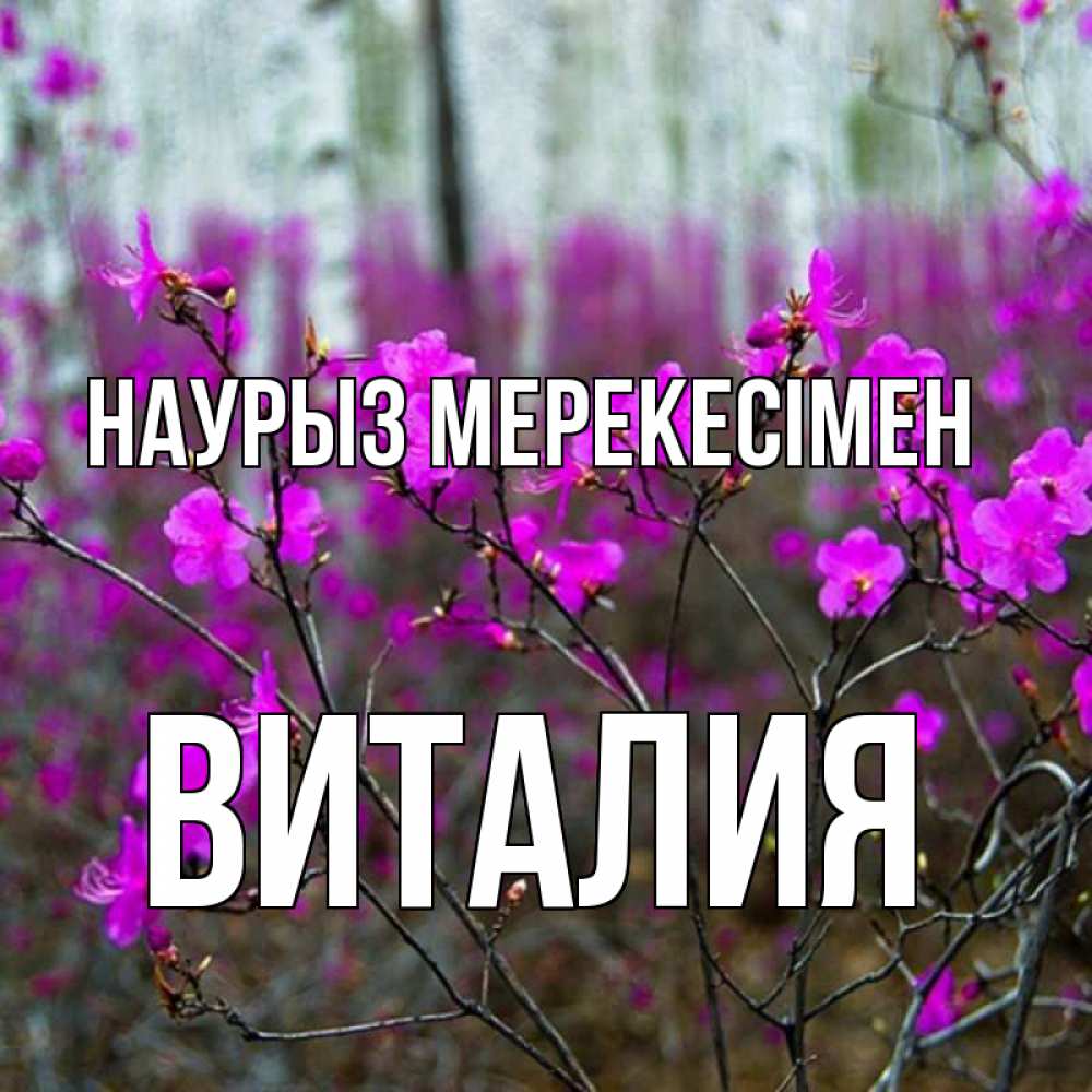 Күн сайын ашық хат с именем, Виталия Наурыз мерекесімен дикие цветы Онлайн тегін жүктеп алу тілектері бар керемет карта 