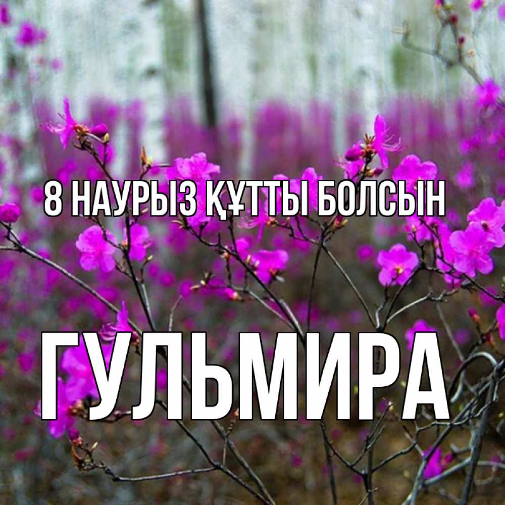Күн сайын ашық хат с именем, Гульмира 8 наурыз құтты болсын дикие цветы Онлайн тегін жүктеп алу тілектері бар керемет карта 