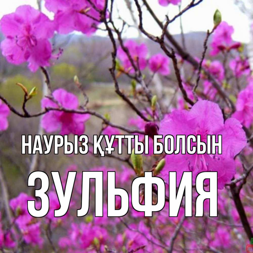 Күн сайын ашық хат с именем, Зульфия Наурыз құтты болсын наурыз мейрамы кутты болсын Онлайн тегін жүктеп алу тілектері бар керемет карта 