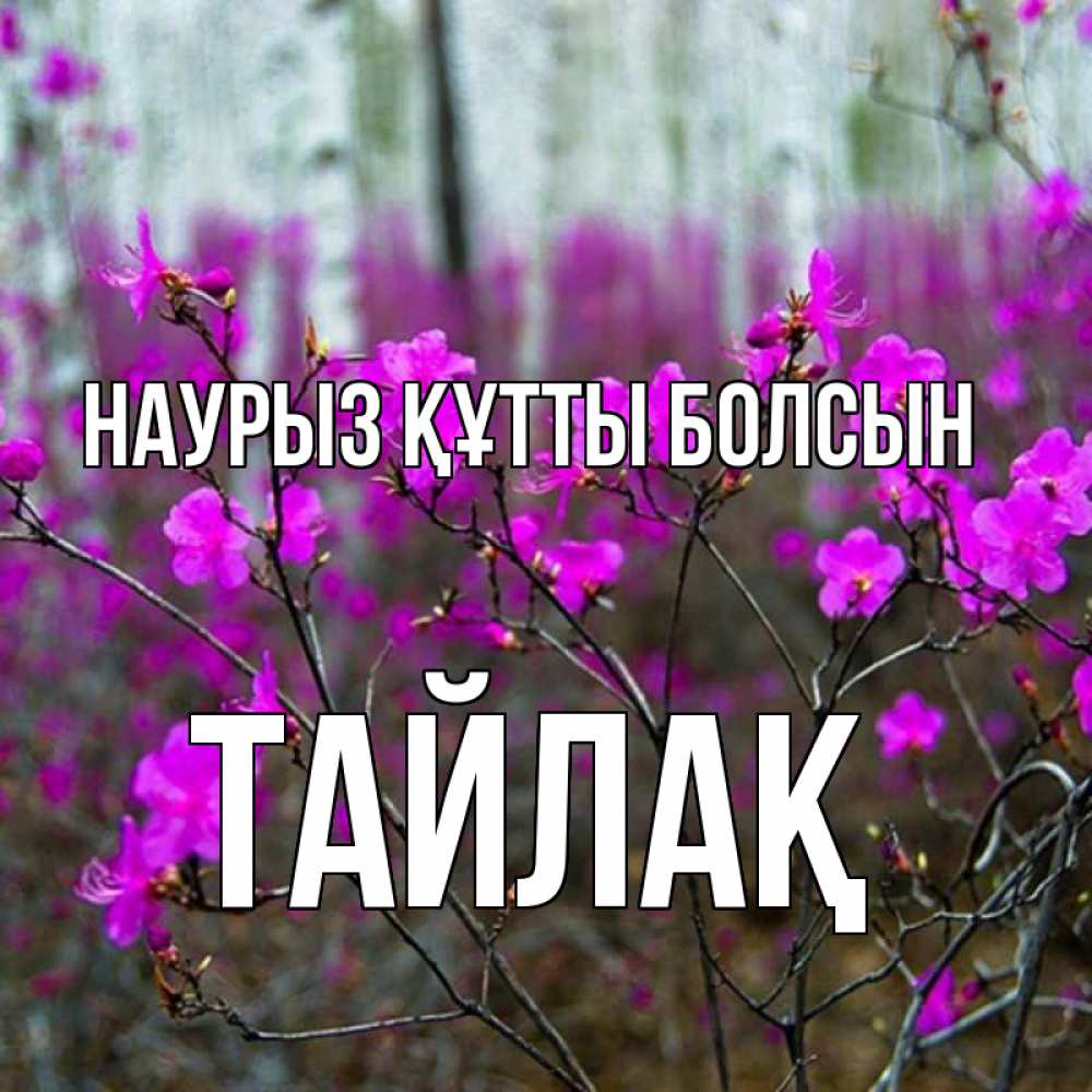 Күн сайын ашық хат с именем, ТАЙЛАҚ Наурыз құтты болсын дикие цветы Онлайн тегін жүктеп алу тілектері бар керемет карта 