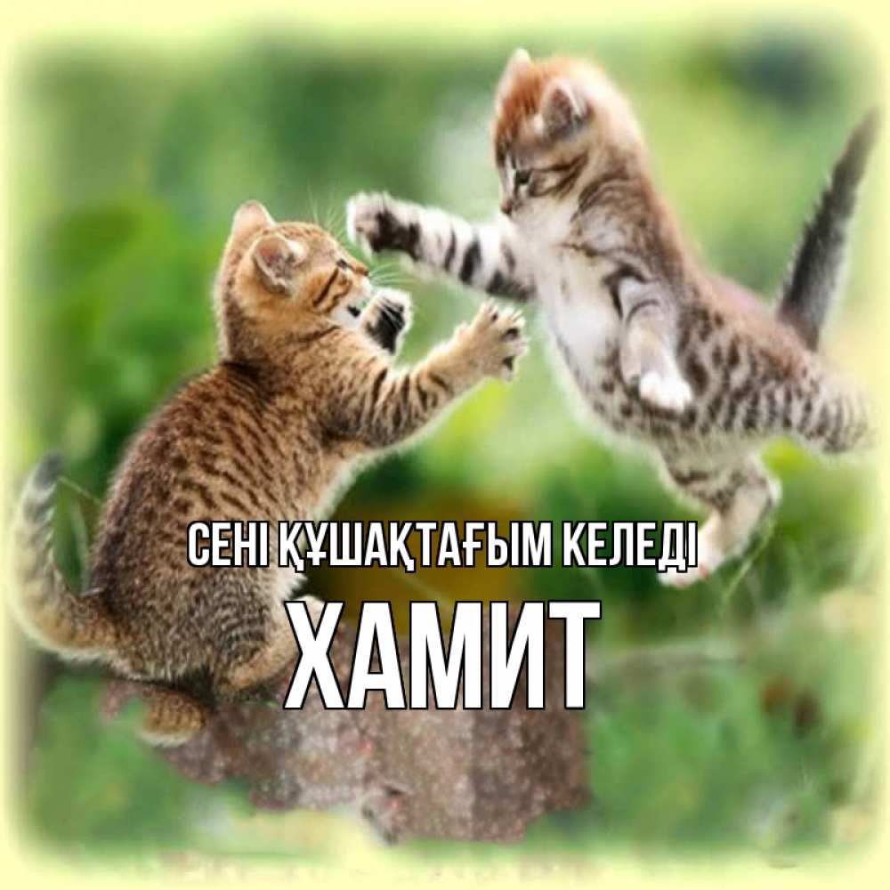 Күн сайын ашық хат с именем, ХАМИТ сені құшақтағым келеді игры котят Онлайн тегін жүктеп алу тілектері бар керемет карта 