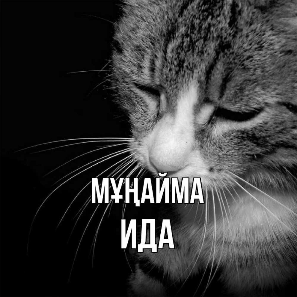 Күн сайын ашық хат с именем, Ида Мұңайма грустный котик Онлайн тегін жүктеп алу тілектері бар керемет карта 