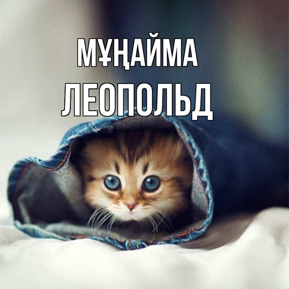 Күн сайын ашық хат с именем, Леопольд Мұңайма рыжик котик Онлайн тегін жүктеп алу тілектері бар керемет карта 
