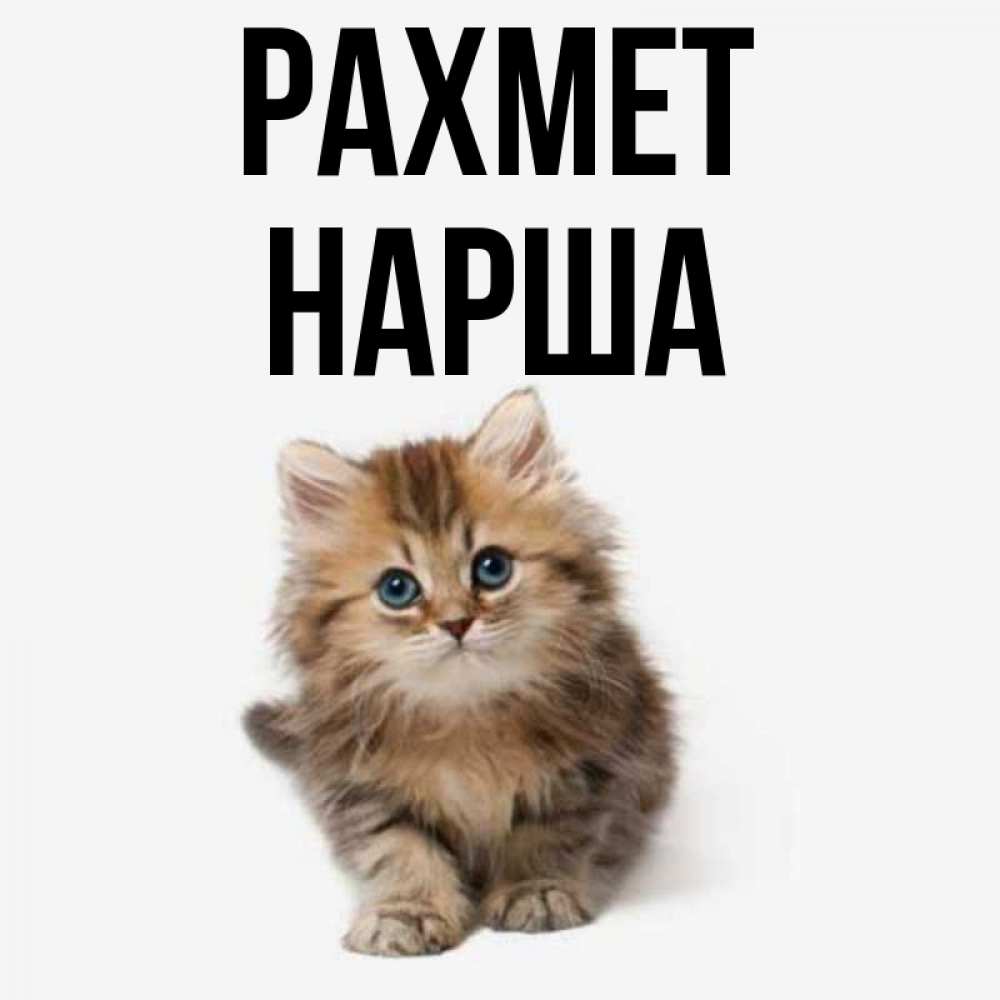 Күн сайын ашық хат с именем, НАРША рахмет пушистый котик Онлайн тегін жүктеп алу тілектері бар керемет карта 