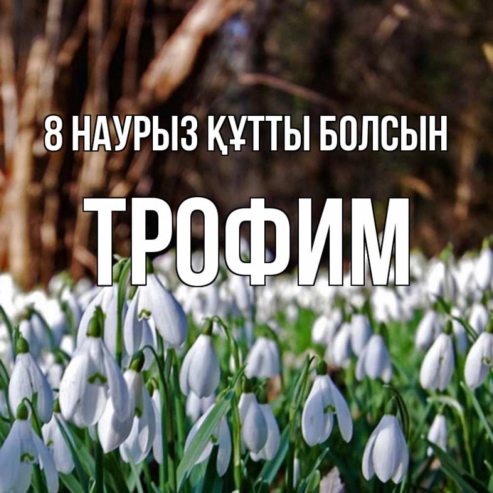 Күн сайын ашық хат с именем, Трофим 8 наурыз құтты болсын с подснежниками 1 Онлайн тегін жүктеп алу тілектері бар керемет карта 