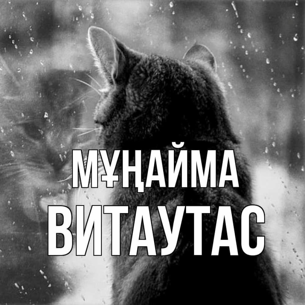 Күн сайын ашық хат с именем, Витаутас Мұңайма отражение кота 1 Онлайн тегін жүктеп алу тілектері бар керемет карта 