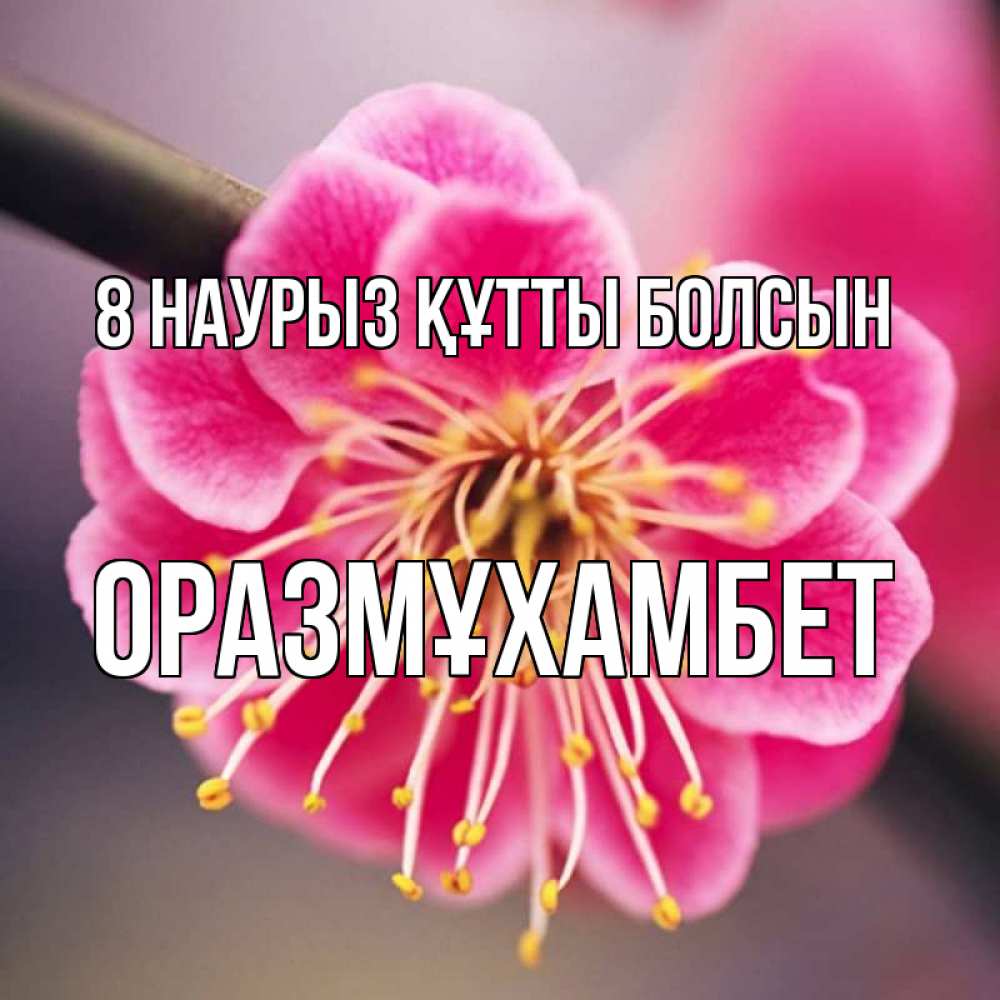 Күн сайын ашық хат с именем, ОРАЗМҰХАМБЕТ 8 наурыз құтты болсын цветы Онлайн тегін жүктеп алу тілектері бар керемет карта 