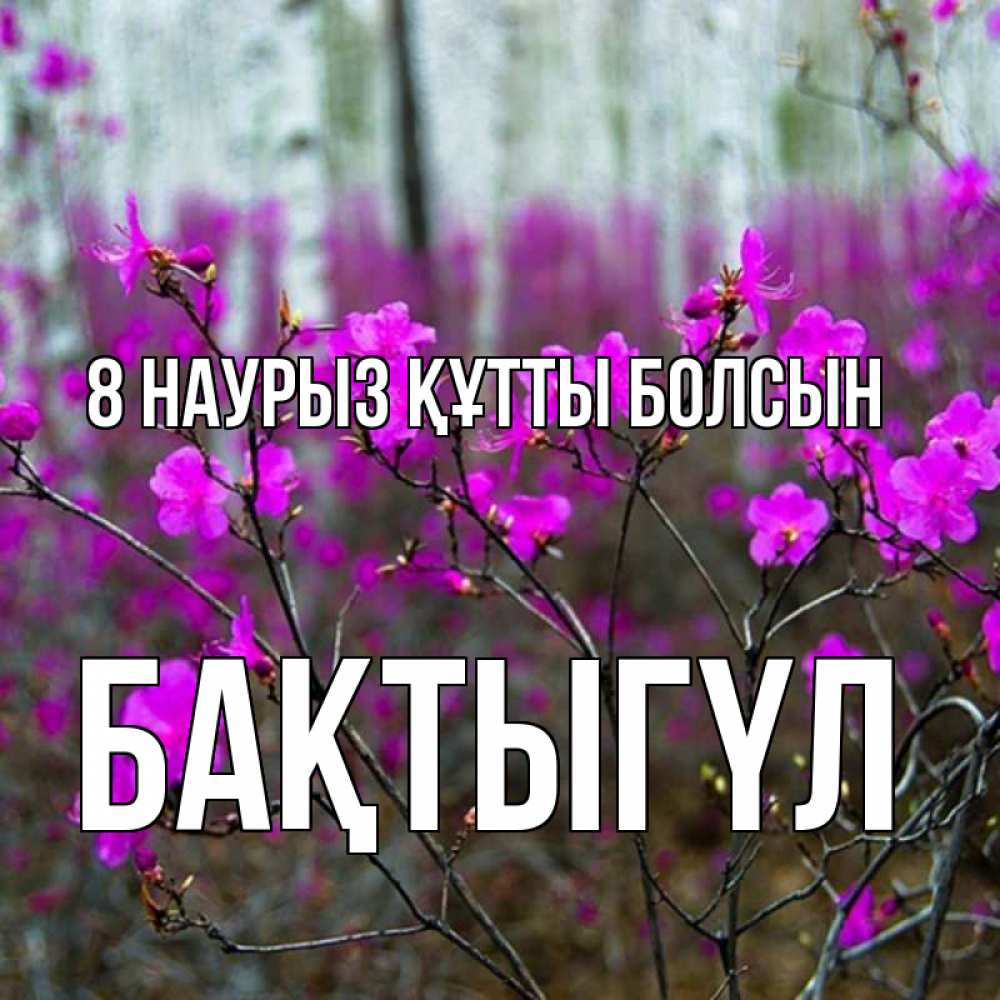 Күн сайын ашық хат с именем, БАҚТЫГҮЛ 8 наурыз құтты болсын дикие цветы Онлайн тегін жүктеп алу тілектері бар керемет карта 