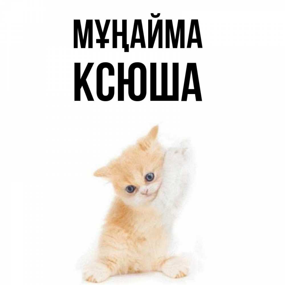 Күн сайын ашық хат с именем, Ксюша Мұңайма просящий кот Онлайн тегін жүктеп алу тілектері бар керемет карта 