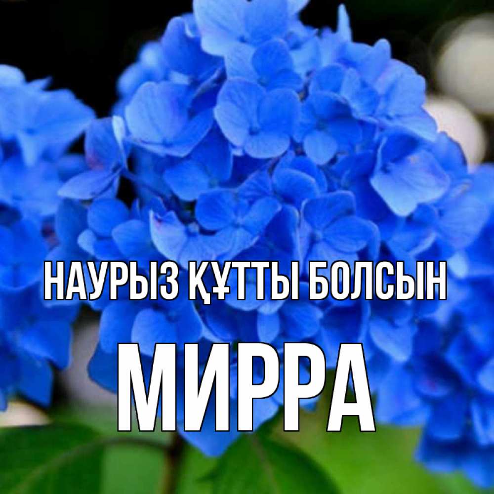 Күн сайын ашық хат с именем, Мирра Наурыз құтты болсын синие цветы Онлайн тегін жүктеп алу тілектері бар керемет карта 