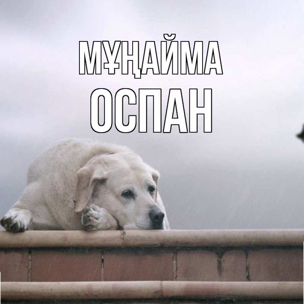 Күн сайын ашық хат с именем, ОСПАН Мұңайма белый пес 1 Онлайн тегін жүктеп алу тілектері бар керемет карта 