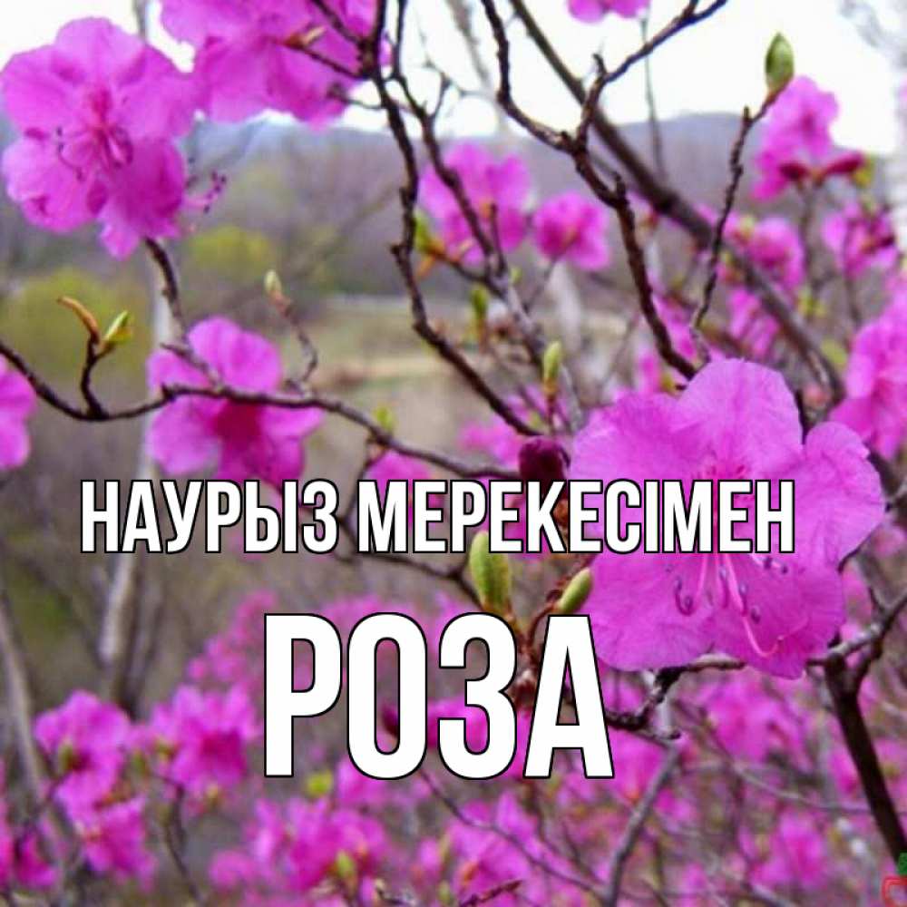 Күн сайын ашық хат с именем, РОЗА Наурыз мерекесімен праздник весны наурыз Онлайн тегін жүктеп алу тілектері бар керемет карта 