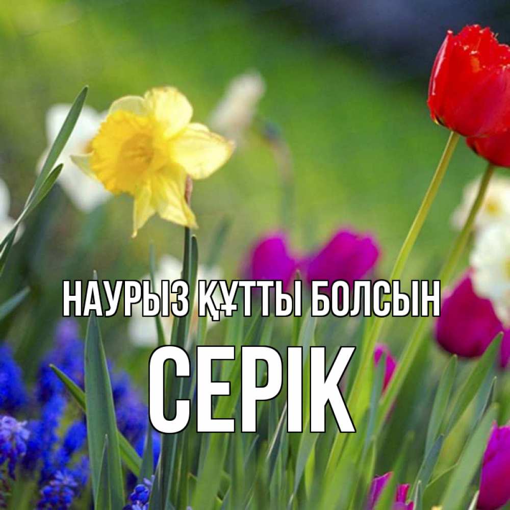 Күн сайын ашық хат с именем, СЕРІК Наурыз құтты болсын наурыз  3 открытки Онлайн тегін жүктеп алу тілектері бар керемет карта 