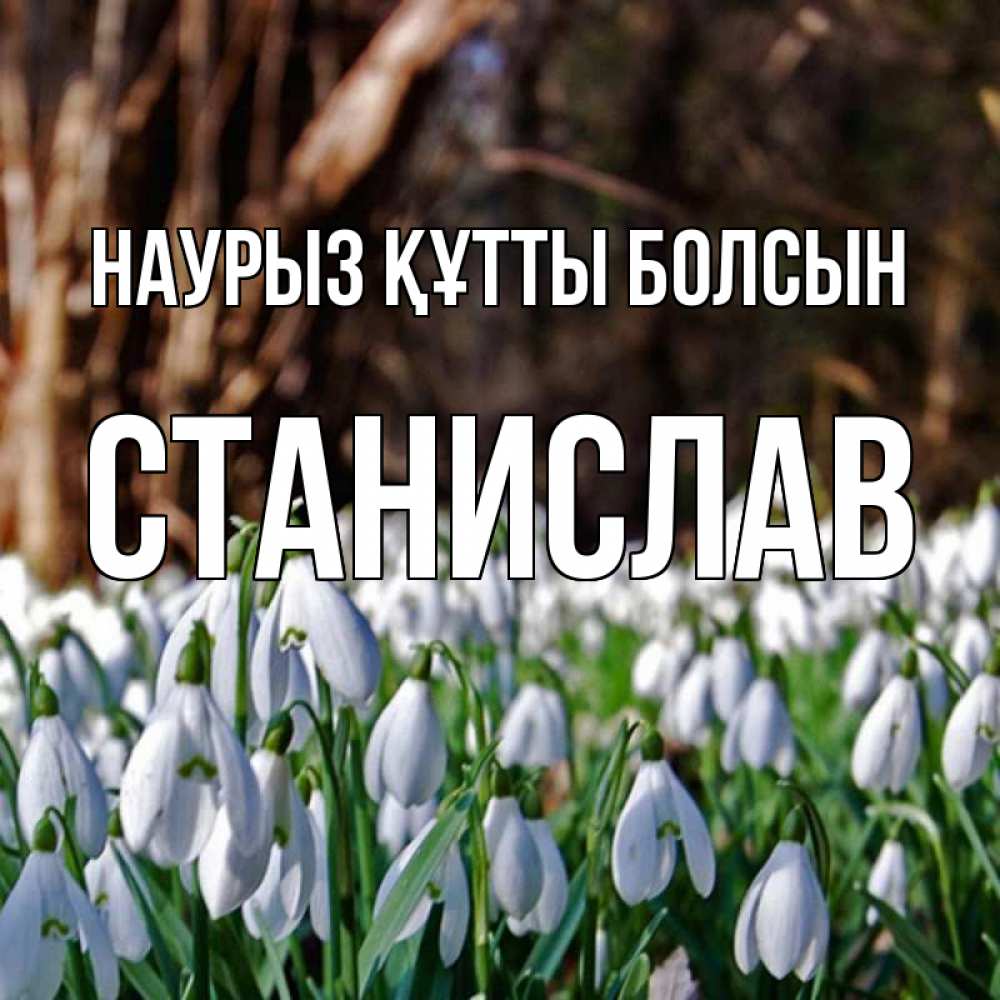 Күн сайын ашық хат с именем, Станислав Наурыз құтты болсын с подснежниками 1 Онлайн тегін жүктеп алу тілектері бар керемет карта 