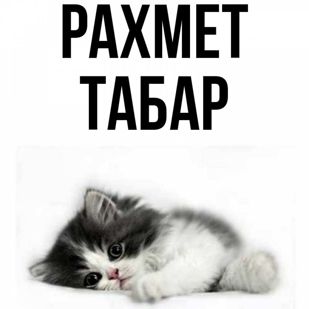 Күн сайын ашық хат с именем, ТАБАР рахмет черный и белый кот Онлайн тегін жүктеп алу тілектері бар керемет карта 