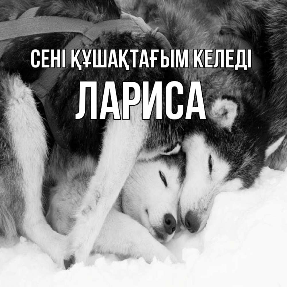 Күн сайын ашық хат с именем, Лариса сені құшақтағым келеді собачки в упряжке Онлайн тегін жүктеп алу тілектері бар керемет карта 
