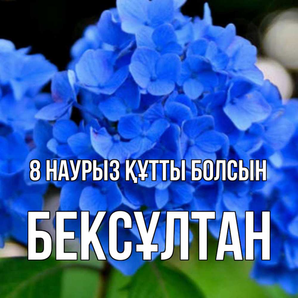 Күн сайын ашық хат с именем, Бексұлтан 8 наурыз құтты болсын синие цветы Онлайн тегін жүктеп алу тілектері бар керемет карта 