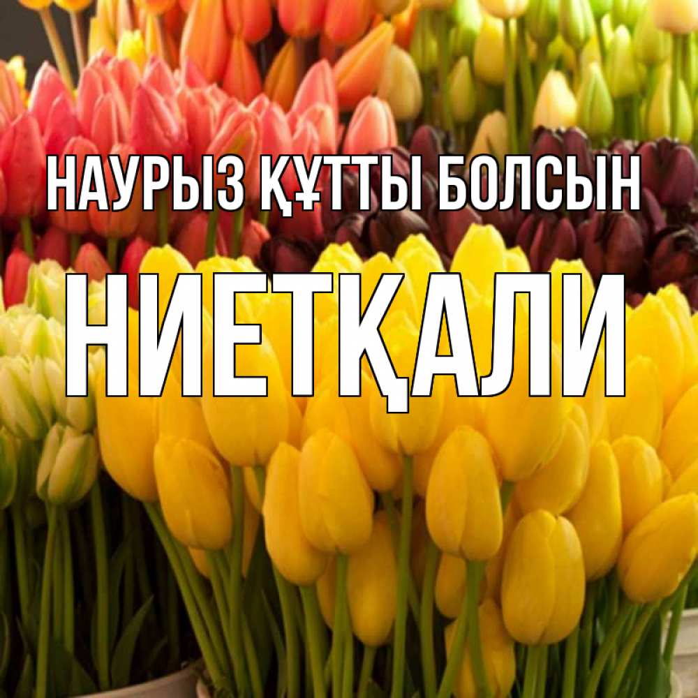 Күн сайын ашық хат с именем, НИЕТҚАЛИ Наурыз құтты болсын цветы Онлайн тегін жүктеп алу тілектері бар керемет карта 