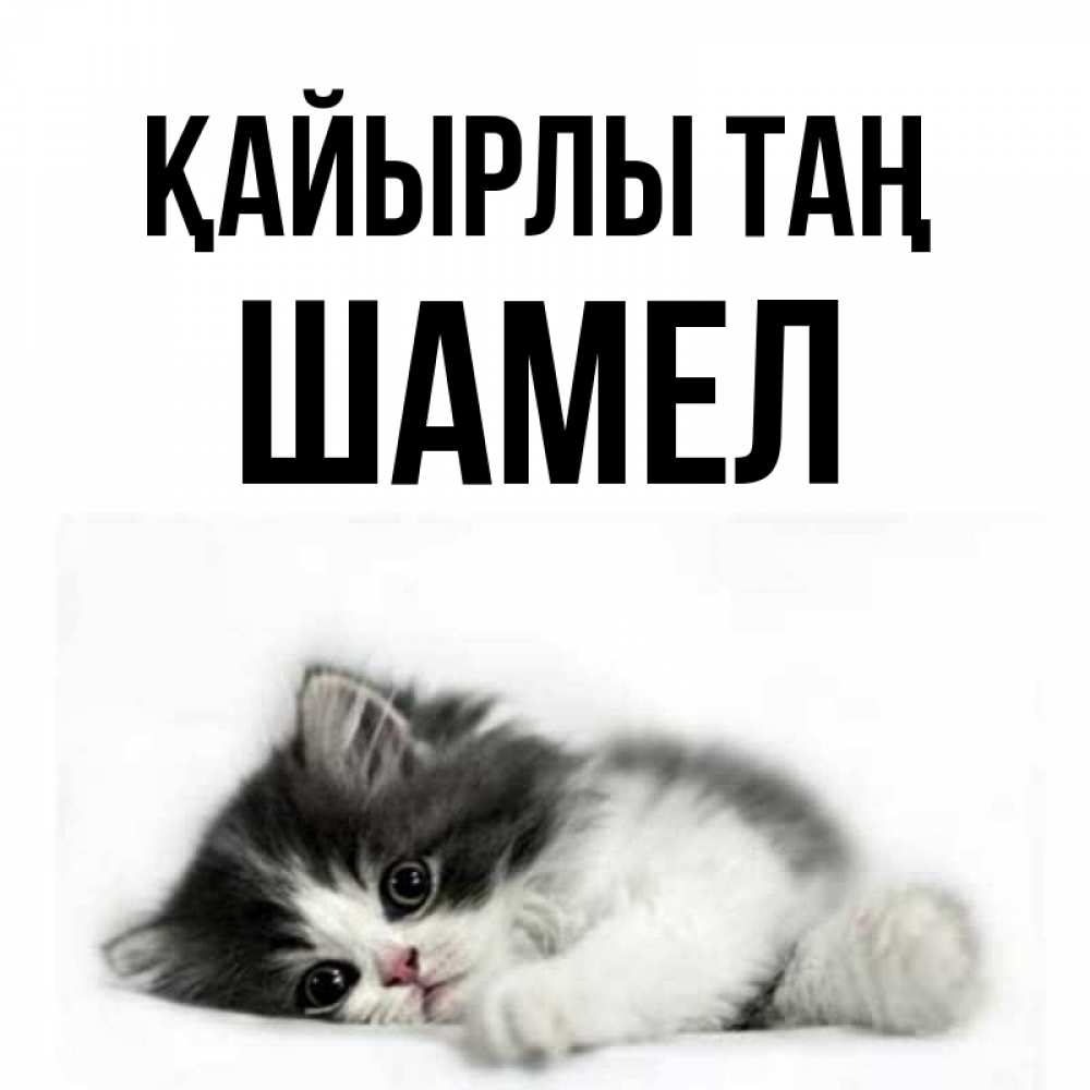 Күн сайын ашық хат с именем, ШАМЕЛ Қайырлы таң кот лапки Онлайн тегін жүктеп алу тілектері бар керемет карта 
