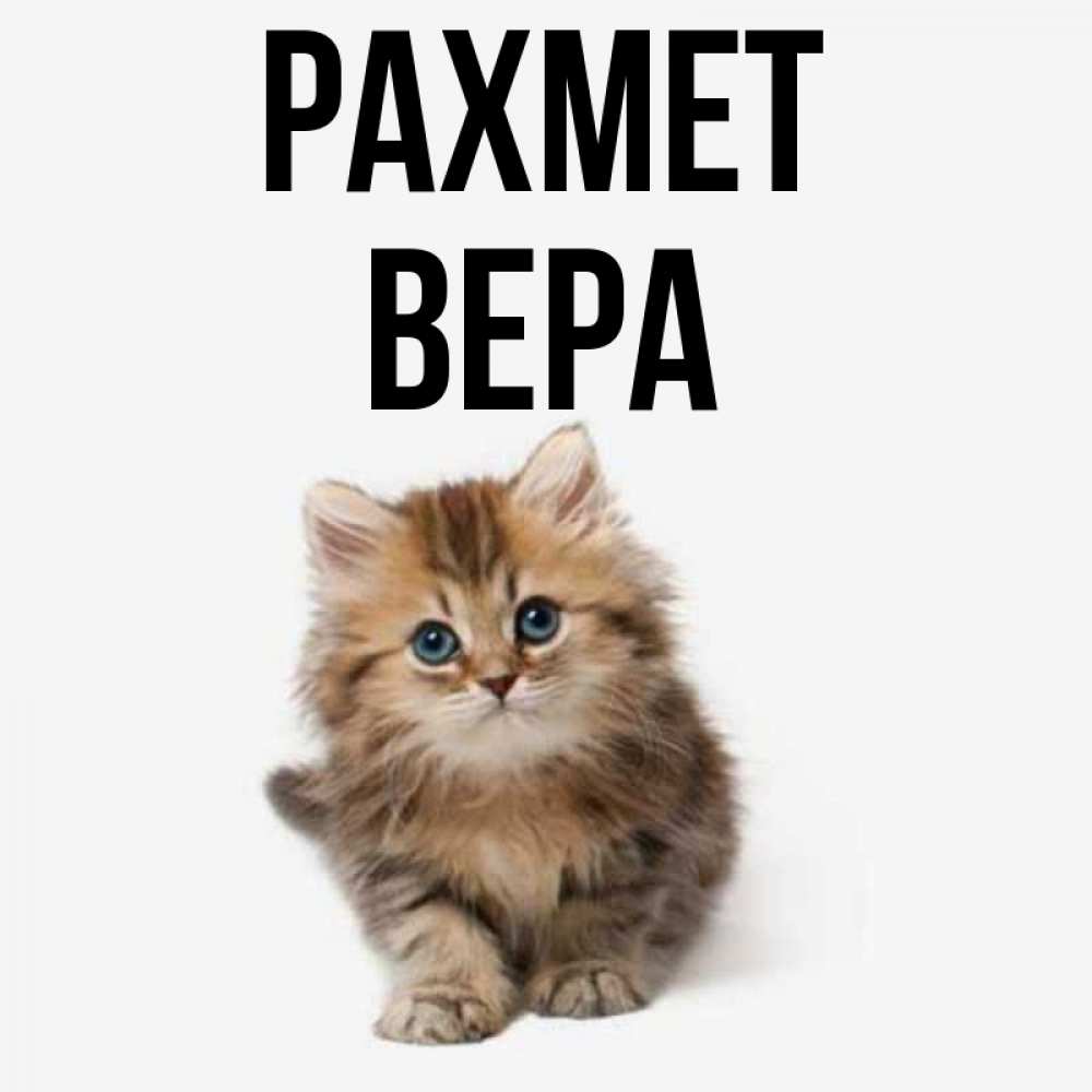 Күн сайын ашық хат с именем, Вера рахмет пушистый котик Онлайн тегін жүктеп алу тілектері бар керемет карта 