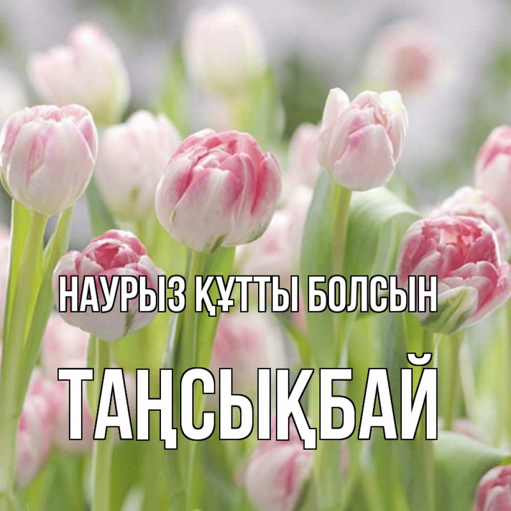 Күн сайын ашық хат с именем, ТАҢСЫҚБАЙ Наурыз құтты болсын цветы Онлайн тегін жүктеп алу тілектері бар керемет карта 