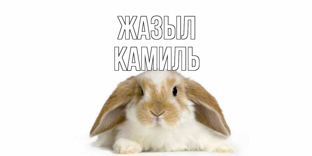 Күн сайын ашық хат с именем, Камиль Жазыл вислоухий кролик белого и коричневого цвета Онлайн тегін жүктеп алу тілектері бар керемет карта 