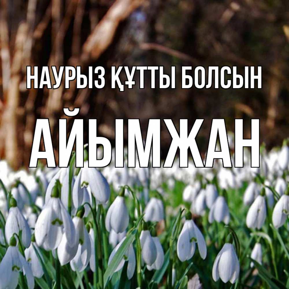 Күн сайын ашық хат с именем, АЙЫМЖАН Наурыз құтты болсын с подснежниками 1 Онлайн тегін жүктеп алу тілектері бар керемет карта 