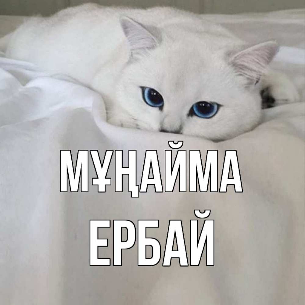 Күн сайын ашық хат с именем, Ербай Мұңайма белый кот с голубыми глазами на белоснежной кровати Онлайн тегін жүктеп алу тілектері бар керемет карта 