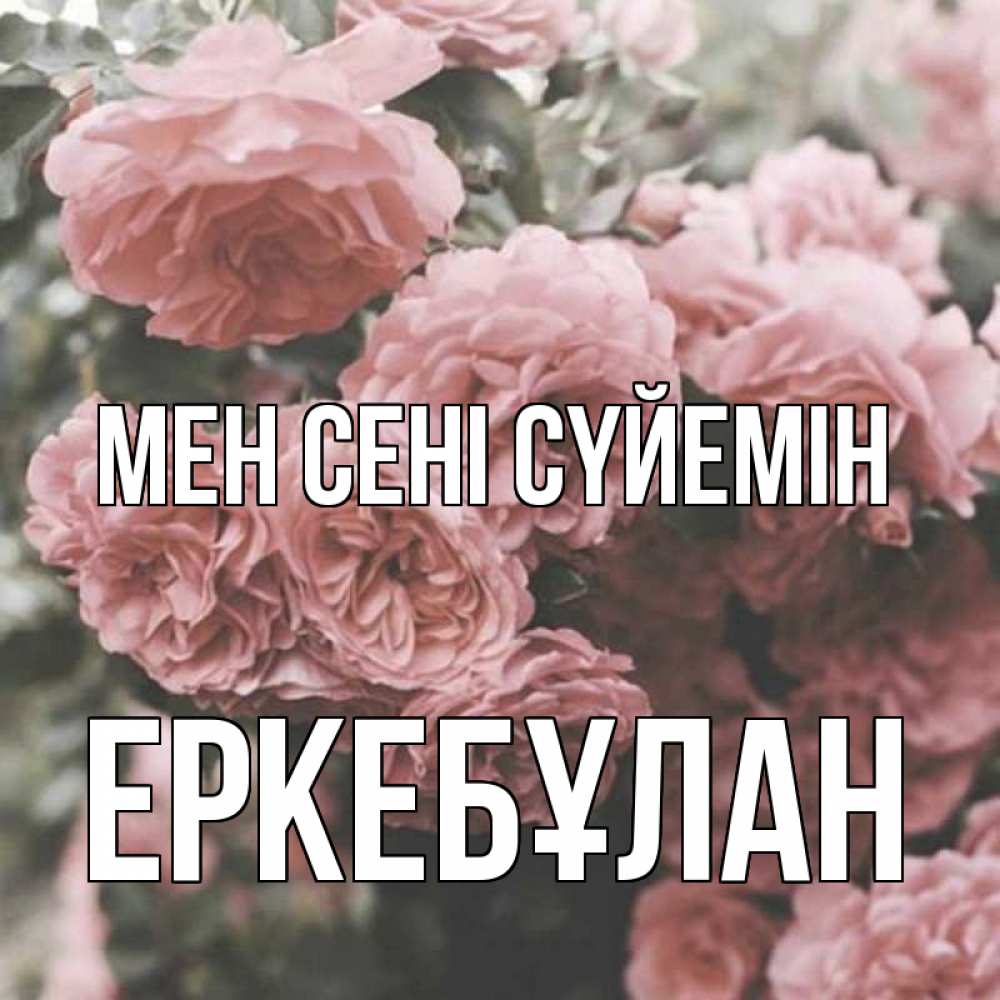 Күн сайын ашық хат с именем, Еркебұлан Мен сені сүйемін розы 3 Онлайн тегін жүктеп алу тілектері бар керемет карта 