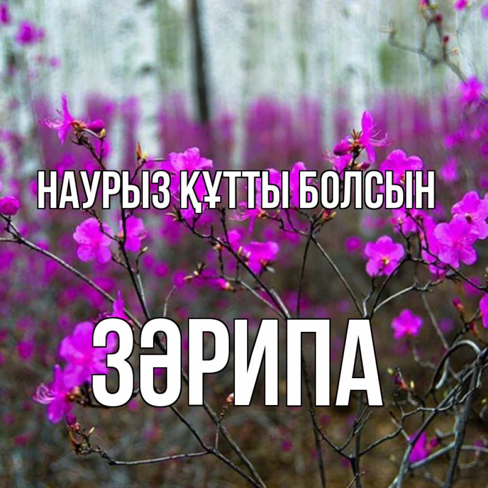 Күн сайын ашық хат с именем, ЗӘРИПА Наурыз құтты болсын дикие цветы Онлайн тегін жүктеп алу тілектері бар керемет карта 