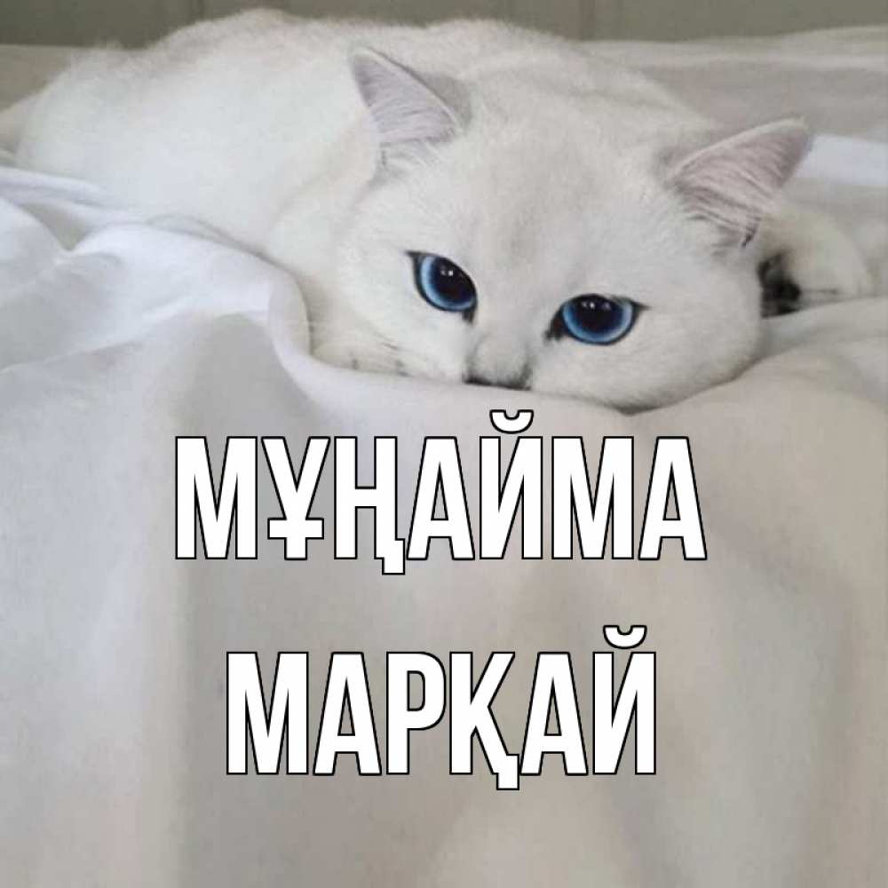 Күн сайын ашық хат с именем, МАРҚАЙ Мұңайма белый кот с голубыми глазами на белоснежной кровати Онлайн тегін жүктеп алу тілектері бар керемет карта 