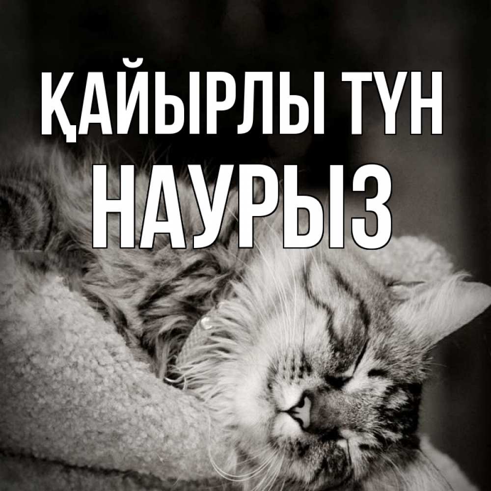 Күн сайын ашық хат с именем, НАУРЫЗ Қайырлы түн котярик пушистый Онлайн тегін жүктеп алу тілектері бар керемет карта 