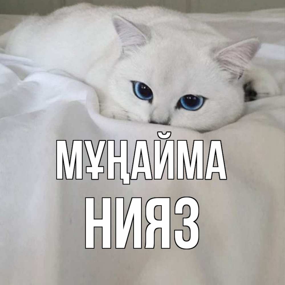 Күн сайын ашық хат с именем, НИЯЗ Мұңайма белый кот с голубыми глазами на белоснежной кровати Онлайн тегін жүктеп алу тілектері бар керемет карта 