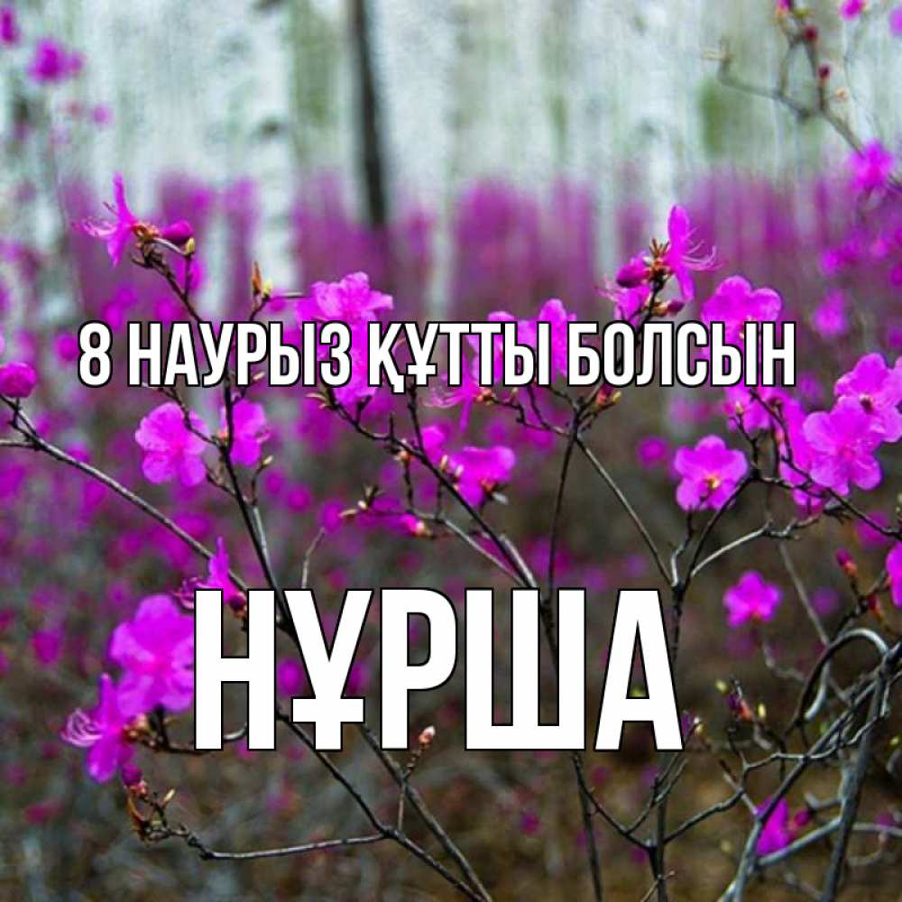 Күн сайын ашық хат с именем, НҰРША 8 наурыз құтты болсын дикие цветы Онлайн тегін жүктеп алу тілектері бар керемет карта 