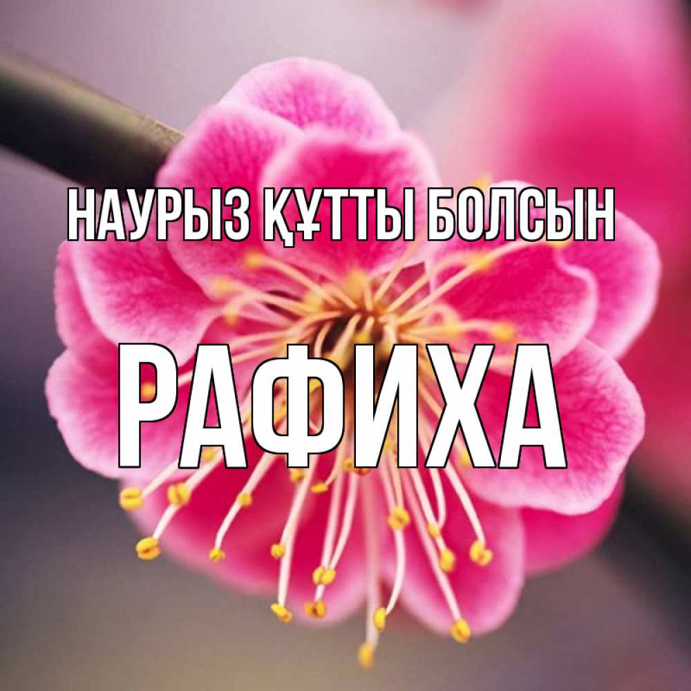 Күн сайын ашық хат с именем, РАФИХА Наурыз құтты болсын цветы Онлайн тегін жүктеп алу тілектері бар керемет карта 