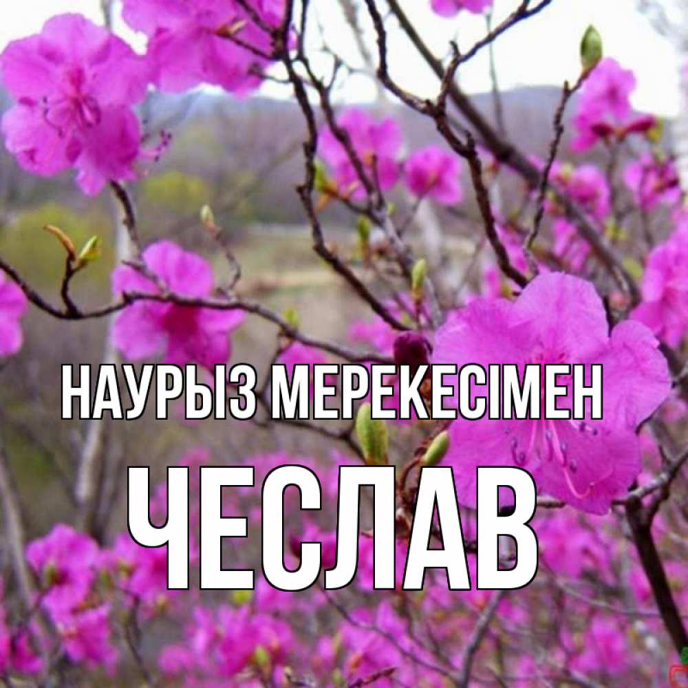 Күн сайын ашық хат с именем, Чеслав Наурыз мерекесімен праздник весны наурыз Онлайн тегін жүктеп алу тілектері бар керемет карта 
