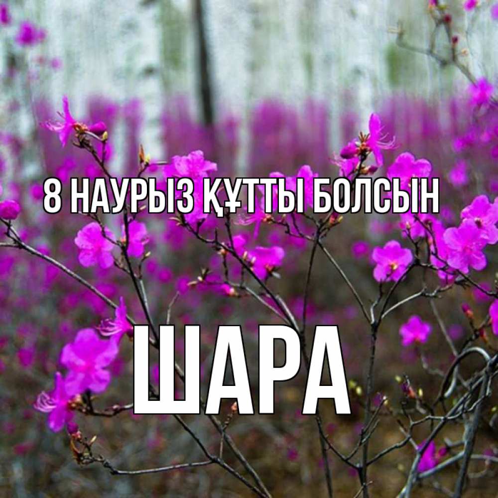 Күн сайын ашық хат с именем, ШАРА 8 наурыз құтты болсын дикие цветы Онлайн тегін жүктеп алу тілектері бар керемет карта 