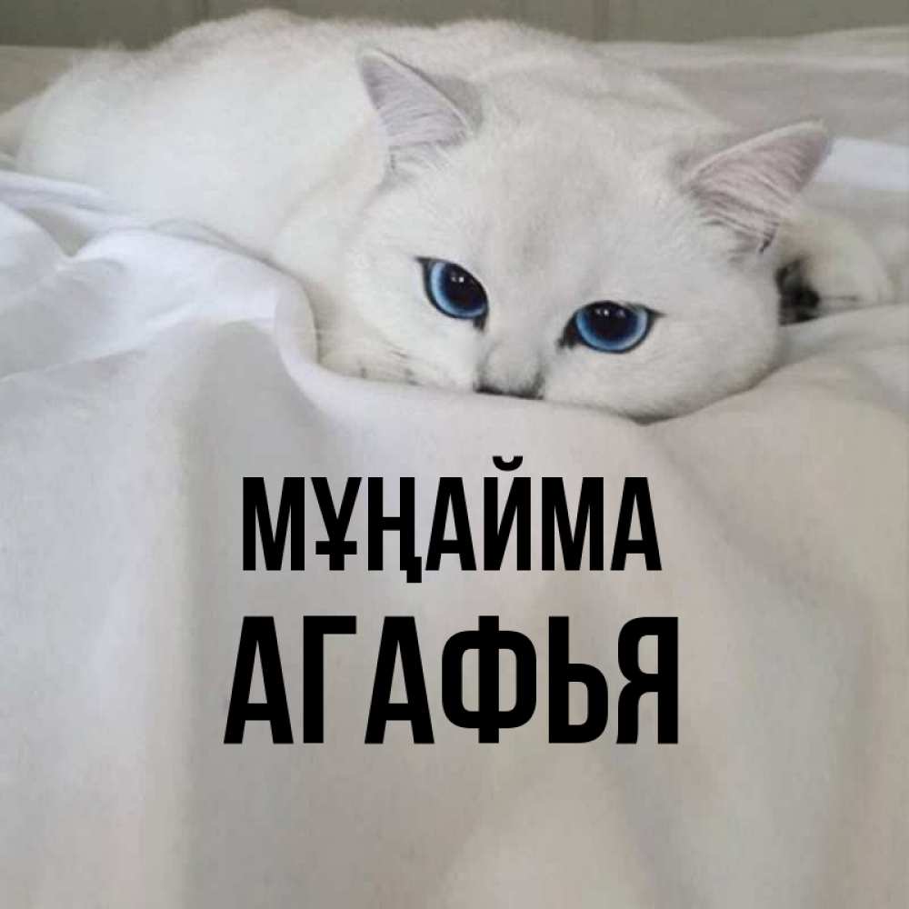 Күн сайын ашық хат с именем, Агафья Мұңайма Голубоглазая кошка Онлайн тегін жүктеп алу тілектері бар керемет карта 