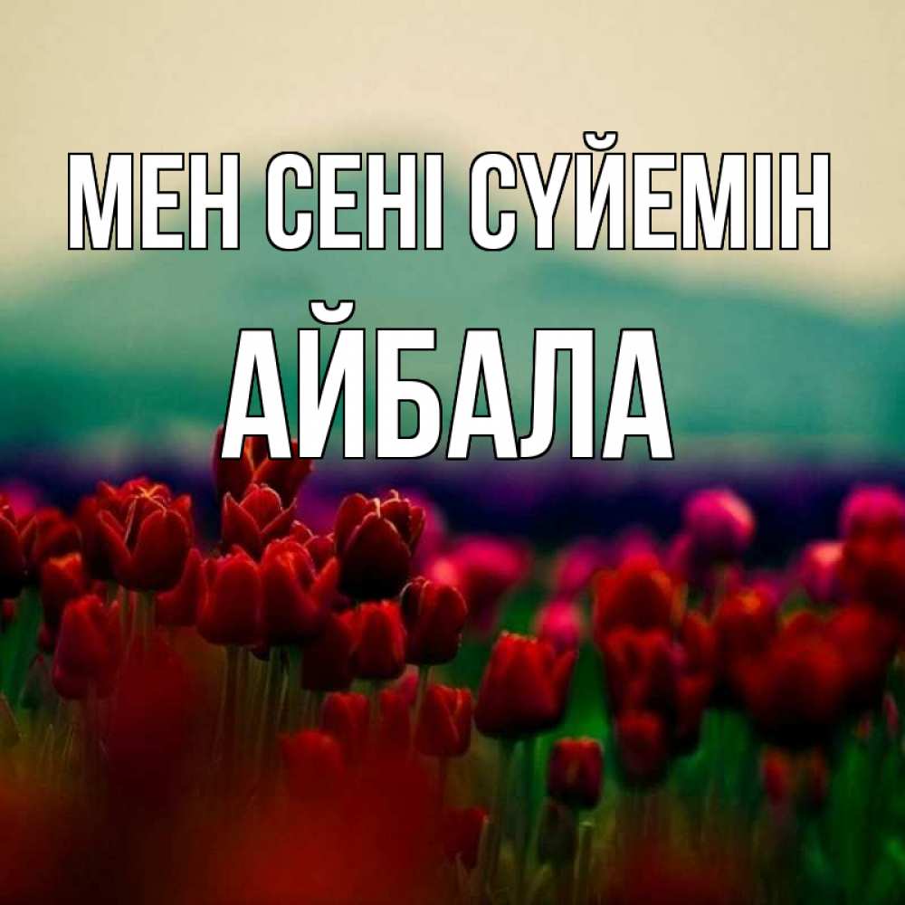 Күн сайын ашық хат с именем, Айбала Мен сені сүйемін тюльпаны 4 Онлайн тегін жүктеп алу тілектері бар керемет карта 