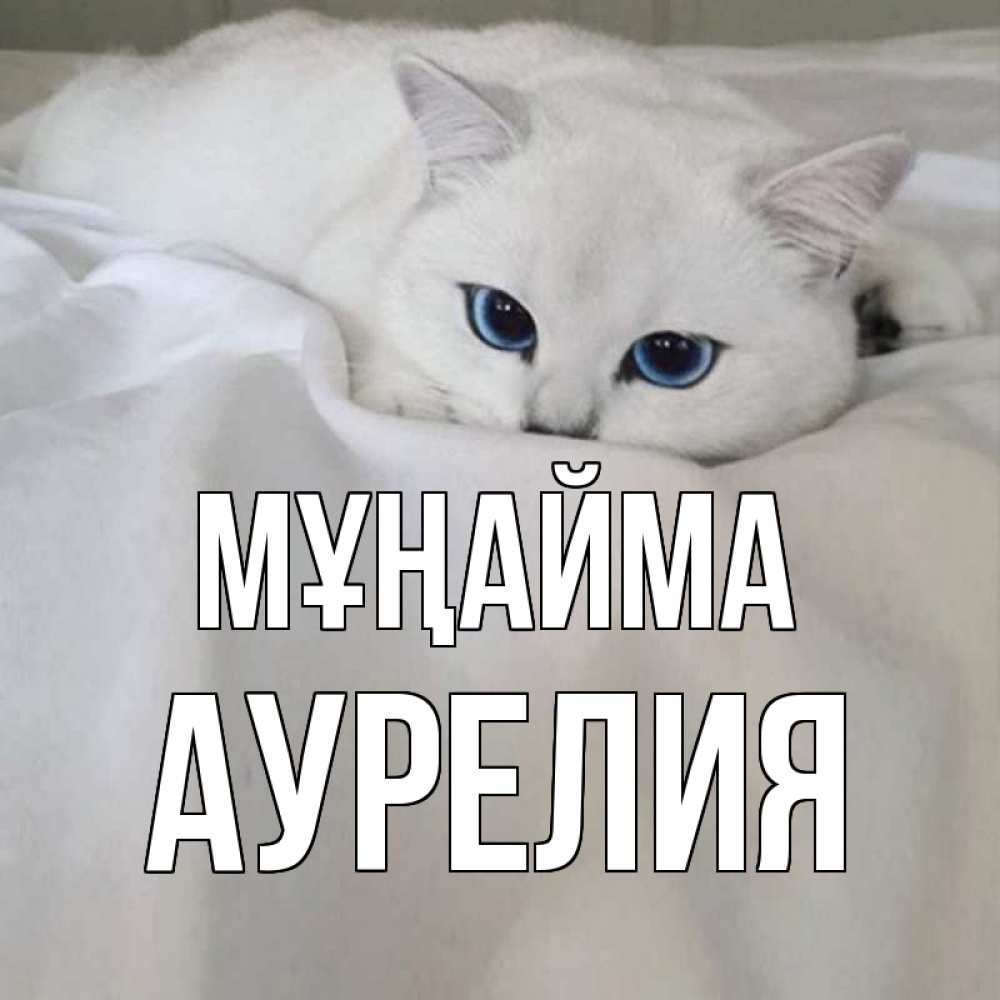Күн сайын ашық хат с именем, Аурелия Мұңайма белый кот с голубыми глазами на белоснежной кровати Онлайн тегін жүктеп алу тілектері бар керемет карта 