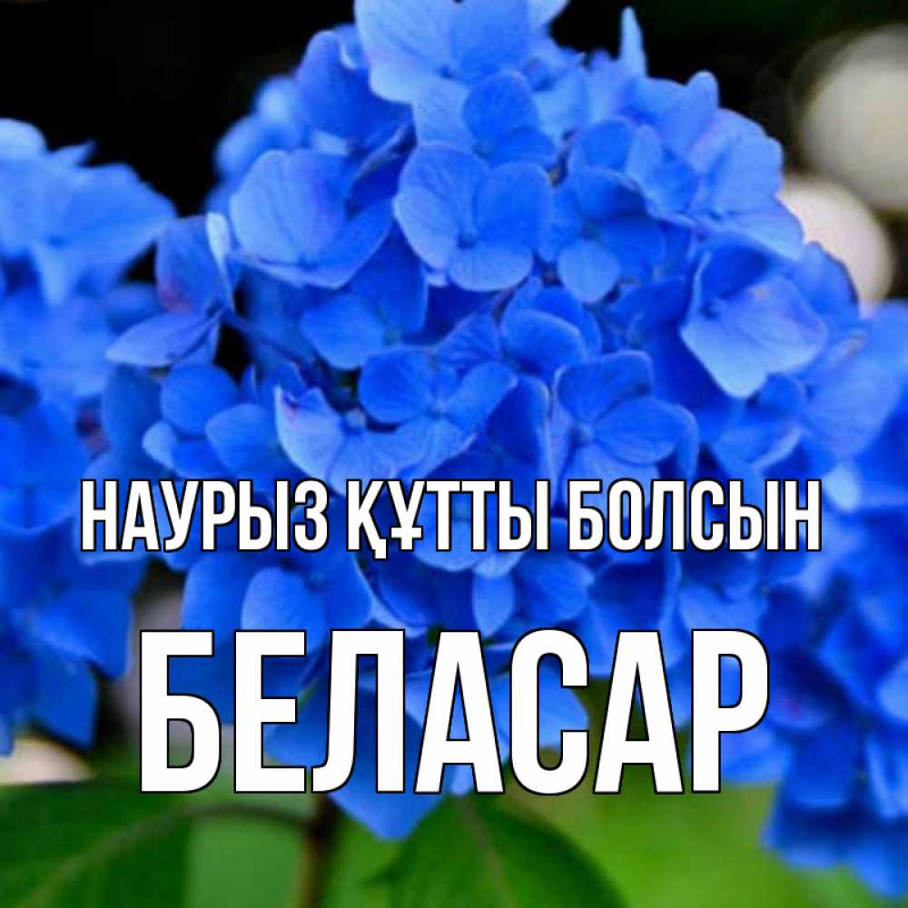 Күн сайын ашық хат с именем, Беласар Наурыз құтты болсын синие цветы Онлайн тегін жүктеп алу тілектері бар керемет карта 