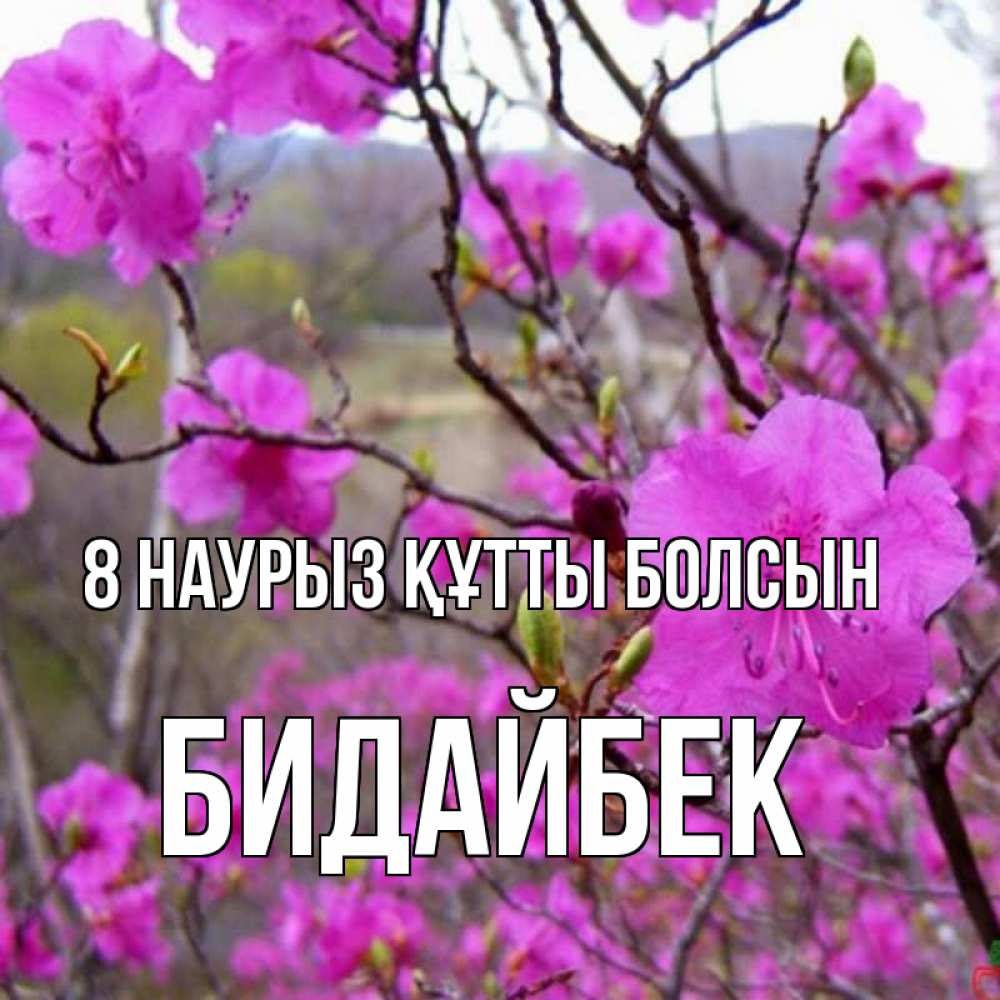 Күн сайын ашық хат с именем, Бидайбек 8 наурыз құтты болсын международный женский день Онлайн тегін жүктеп алу тілектері бар керемет карта 