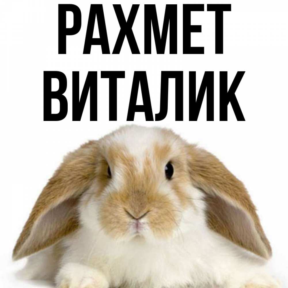 Күн сайын ашық хат с именем, Виталик рахмет коричнево белый заяц Онлайн тегін жүктеп алу тілектері бар керемет карта 