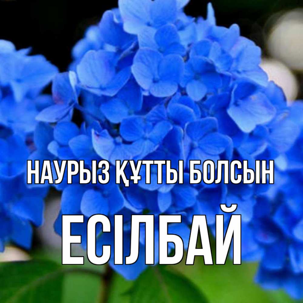 Күн сайын ашық хат с именем, Есілбай Наурыз құтты болсын синие цветы Онлайн тегін жүктеп алу тілектері бар керемет карта 