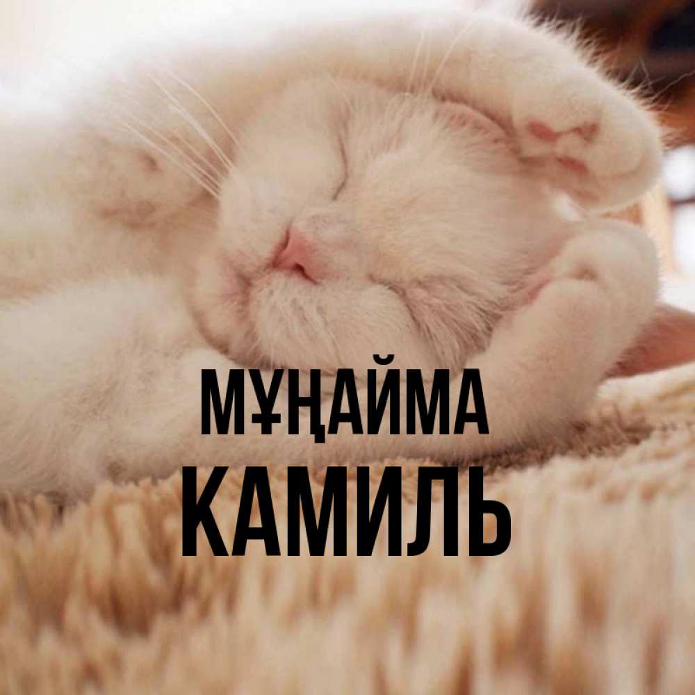 Күн сайын ашық хат с именем, Камиль Мұңайма Котенок спит Онлайн тегін жүктеп алу тілектері бар керемет карта 